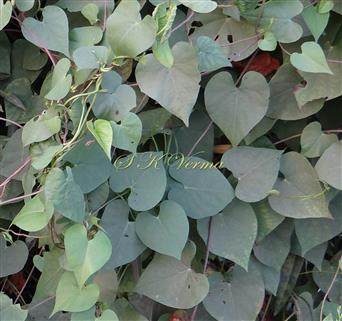  Entire leaves